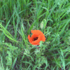 free image host