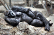 40bd753603286.gif