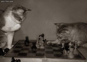 6a02473602554.gif