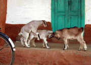 7643c83602533.gif