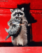 7c8ccd3602566.gif