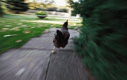 a2ffbc3602547.gif