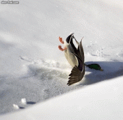bd6a7c3602555.gif
