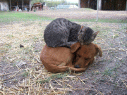 2cac063725656.gif