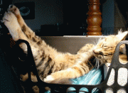 97f5a83725665.gif