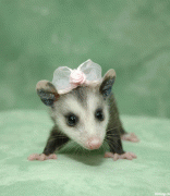 cebb1c3725697.gif