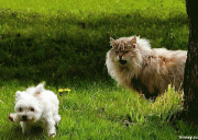 d60d423725693.gif