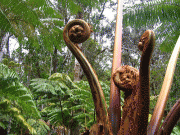 Giant hapuu