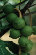 macadamedia nut tree