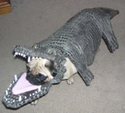 bc0a5b7500188.gif