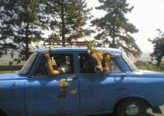 f03dd57500206.gif