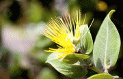 yellow lehua