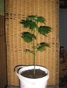 cannabis cannabis